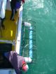 Le lendemain, fermement décidé à voir le grand requin blanc de près,  me voilà embarqué sur un bateau à Gansbaai, près à descendre dans la cage...