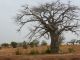 Toujours, matre baobab rgnera sur le vgtal en Afrique !