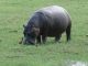 Chaque hippo est toujours accompagné d'oiseaux.
Attendent-ils sa fermentée contribution à l'environnement ou simplement profitent-ils des petits insectes déterrés par ses coups de mâchoires ?