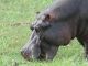 L'hippo est bien un pachyderme, comme en témoigne cette défense...