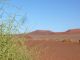 Sahara ou Namibe, même combat pour la végétation !