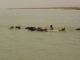 Si nous profitons du bac pour traverser le Niger, d'autres le font  la nage sur plus d'un kilomtre...