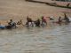 Naviguer sur le Niger fait vite comprendre l'importance de ce fleuve qui parti de Guine, traverse de part en part le Mali.
Pre nourricier, il a toujours t le trait d'union entre les 2O ethnies composant la nation malienne.