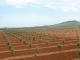 Les nouvelles plantations d'oliviers sont lgion en Andalousie. Plants au millimtre prs. Tout cela fait bien trop industriel  mon got et ne pourra jamais produire une huile au niveau de celle de la Fare les Oliviers !!!
O est le calcaire du sol ? O sont les cigales ?